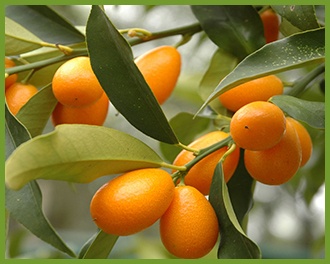 kumquat.jpg