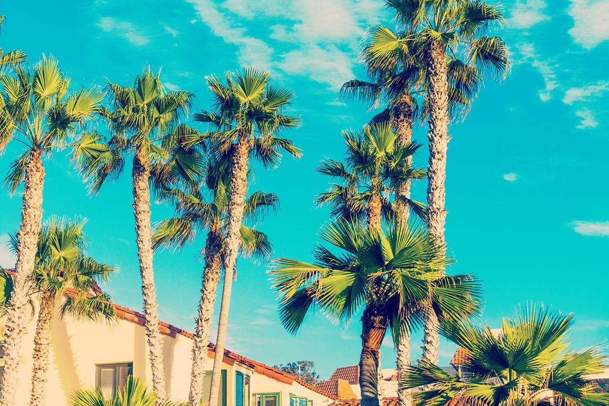 5-tips-for-caring-for-palm-trees-in-california