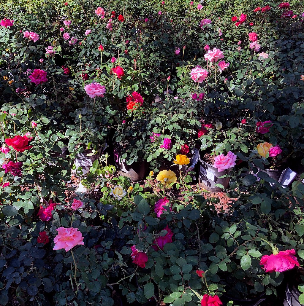 roses_landscape_shrub.png