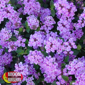 lantana close up on blooms