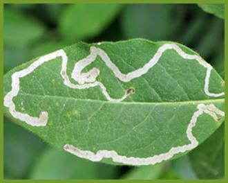 leaf-miner.png