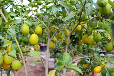 lemons_limes