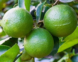 limes