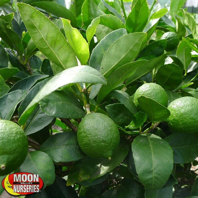 Moon Valley Nursery - Arizona Blog | Homegrown Fruit and ...