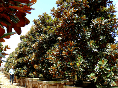 Magnolia trees for sale at moon valley nurseries