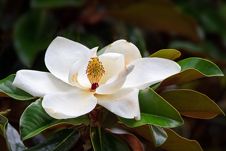 magnolia_flower