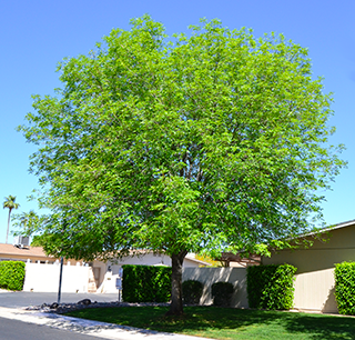 Why We Love Ash Trees in Our Landscape