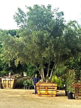 fruitless fruiting manzanillo moonvalleynurseries
