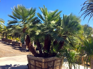 mediterranean_fan_palm_