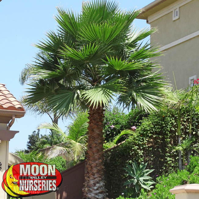 Best Evergreens for Summer in Las Vegas