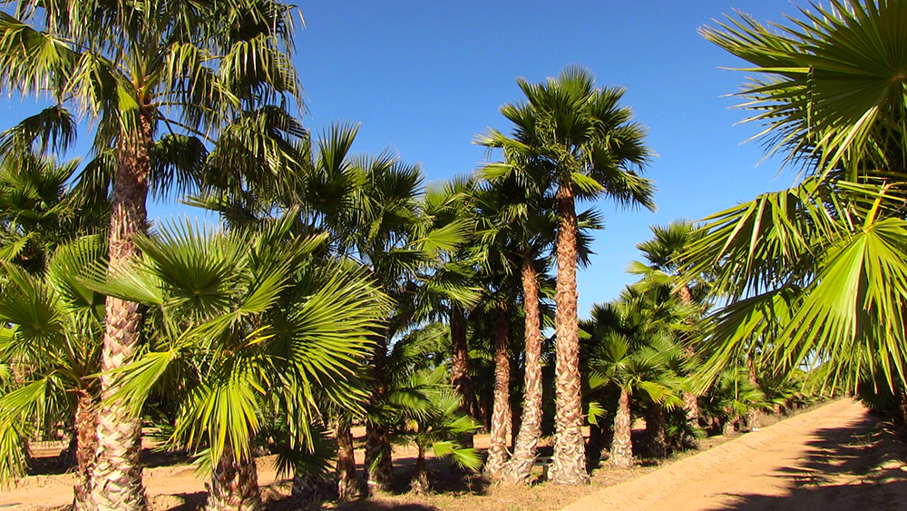 Mexican Fan Palms Arizona’s Tree of the Week