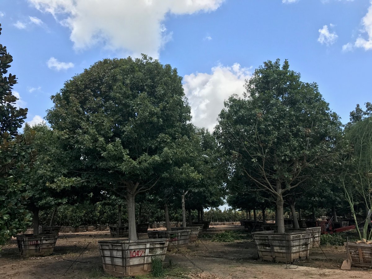 Best Evergreens for Summer in Texas