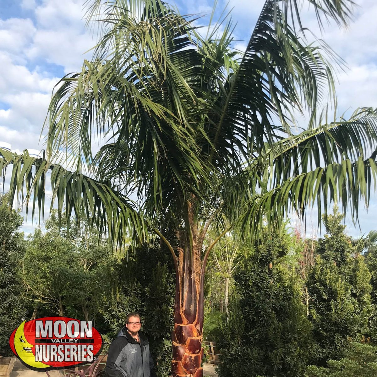 Mule Palm For Sale