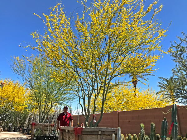 museum palo verde bloom in container