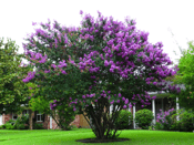 Crape Myrtle Catabwa purppuranpunaisilla kukilla