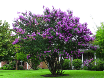 Crape Myrtle Catabwa with Purple Flowers