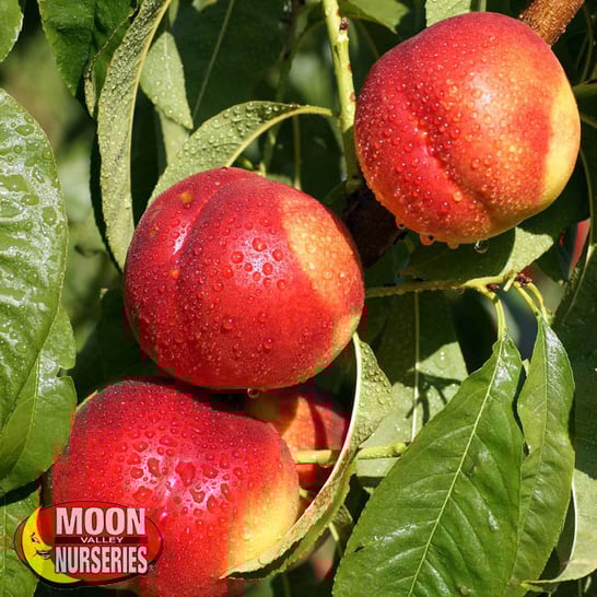 Best Stone Fruit Trees to Plant Now [And Care Tips]