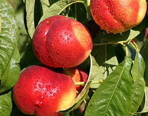 nectarines