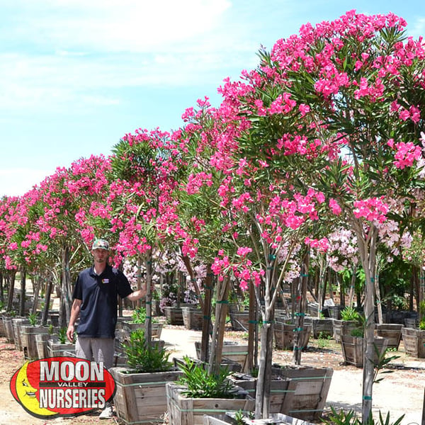 oleander,  moon valley nurseries, landscape design, tree nursery, arizona, hedges