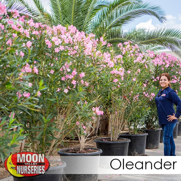 Flowering Desert Trees For Arizona