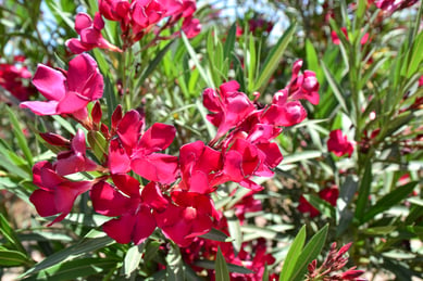 oleander_flowers