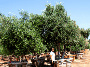 olive tree farm moon valley nurseries