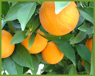 orange-1.jpg