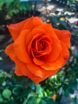 orange_rose