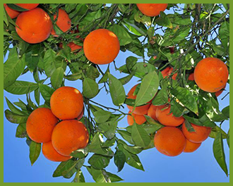 orange-tree-3.png orange-tree-3.png
