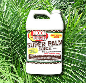 palm juice