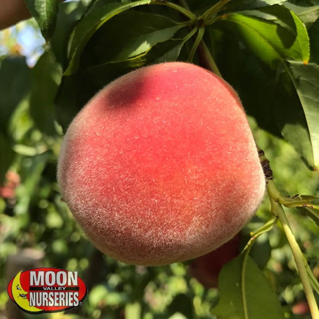 Best Stone Fruit Trees To Plant Now [And Care Tips]