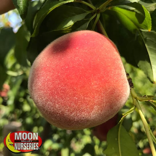 Best Stone Fruit Trees to Plant Now [And Care Tips]