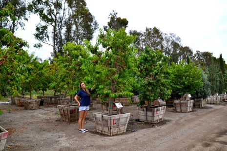 peach_trees_at_nursery