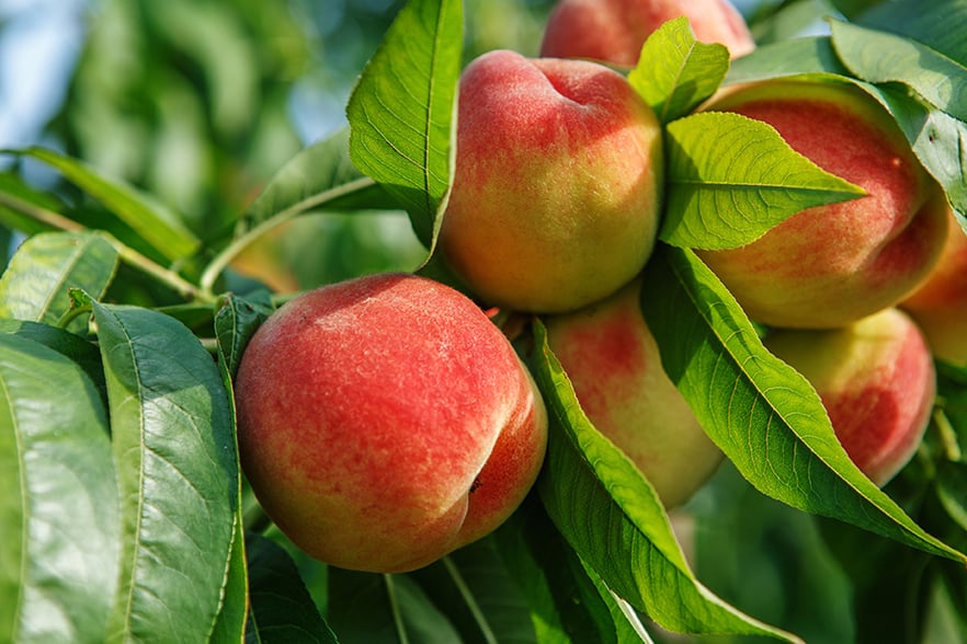 How to Plant and Grow Peach Trees in our Backyard!
