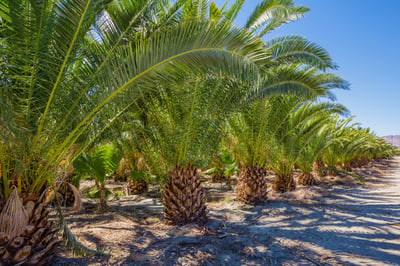 pineapple palm grow yard 