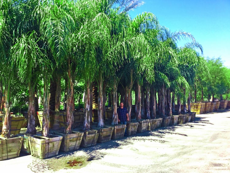 Types of Palms To Plant in spring