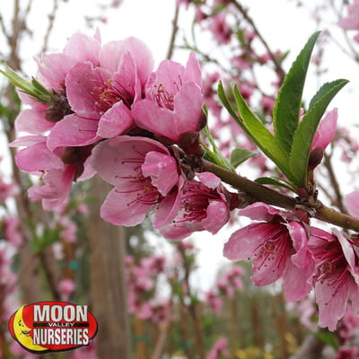 plum tree with pink flowers