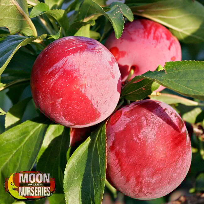 Best Stone Fruit Trees to Plant Now [And Care Tips]