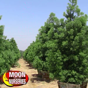 podocarpus_1