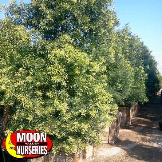 5 Best Hedges of Spring for Texas Updated 2022