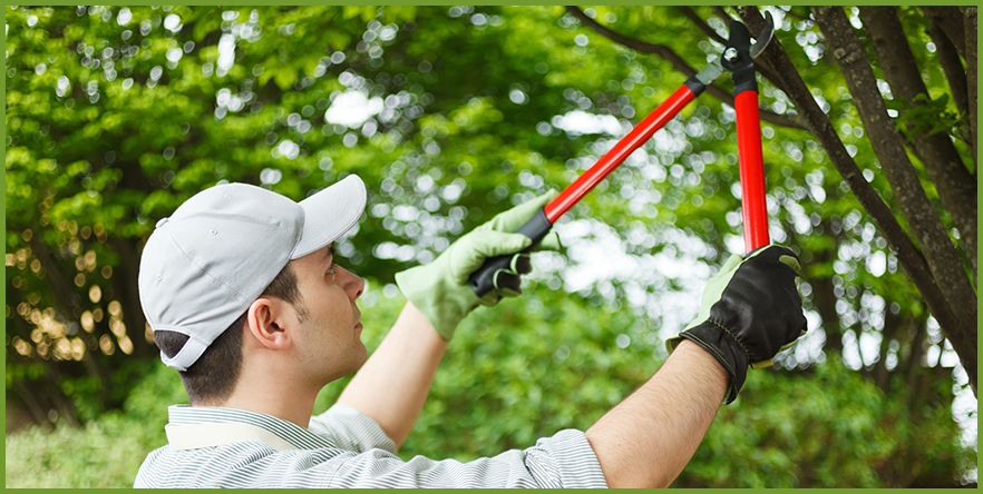 how-to-prune-deciduous-trees
