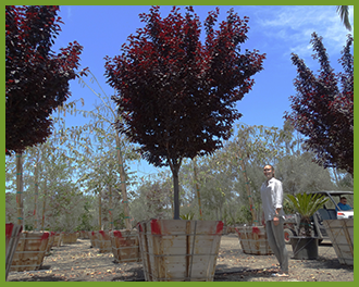 purple-leaf-plum-5.png