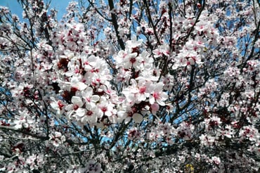 purple_leaf_plum_flowers