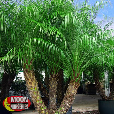 pygmy palm