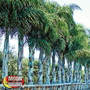 queen palms-1