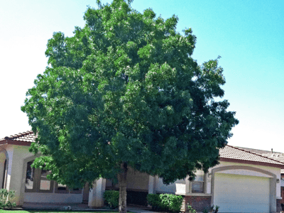 raywood ash tree in front yard landscape