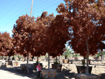 raywood ash fall color leaves