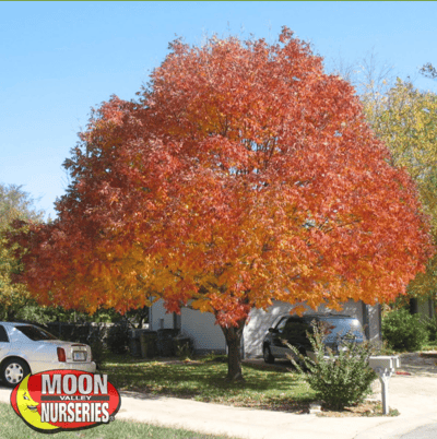 raywood ash tree in landscape