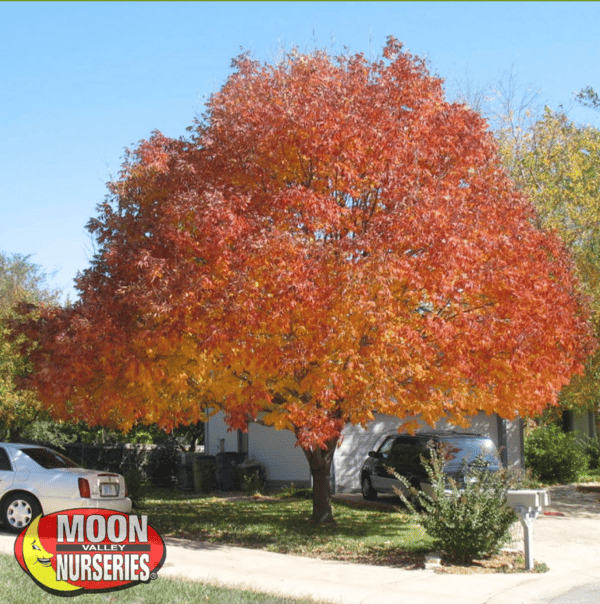 raywood ash tree landscape yard