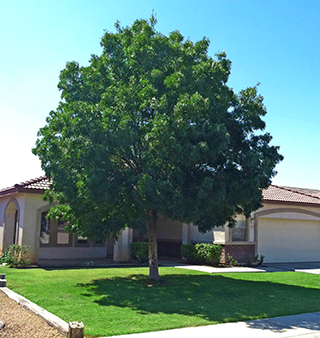 Why We Love Ash Trees in Our Landscape